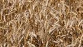 "الجفاف الأوروبي" يدفع مصر لشراء أغلي شحنة قمح منذ 2015