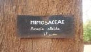 الحراز السودانية.. حكاية شجرة تخاصم المطر ولا تزهر في الخريف