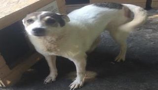 الكلب "ماكس"