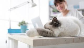 طفيل القطط له آثار إيجابية أيضا