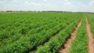 "الراجحي" تبدأ استصلاح 17 ألف فدان في توشكى باستثمارات 2.5 مليار جنيه