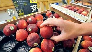 الخوخ التركي مصاب بحشرة ذباب فاكهة البحر المتوسط