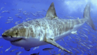 بالصور.. أسماك القرش النادرة المسالمة في مياه الكويت