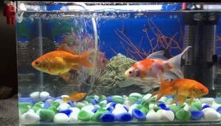 حوض سمك زينة