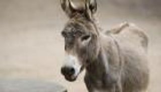 إجراءات لـ"احترام حقوق الحمير وراحتها" في اليونان