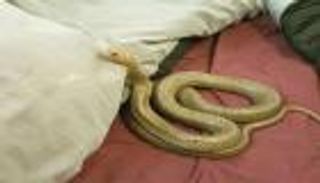 بريطانيا.. ثعبان طوله 3 أمتار يفاجئ سيدة في سريرها