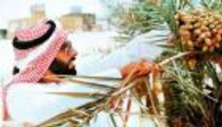 النخلة في الإمارات.. مصدر رزق للمزارعين وشريكتهم في الصحراء