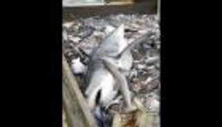 بالفيديو.. سمكة قرش تعلق في شباك الصيادين بالخطأ