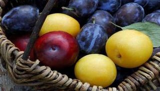 البرقوق يساعد على الوقاية من السرطان