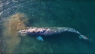 حوت عملاق يفاجئ العلماء على سواحل تشوكوتكا الروسية