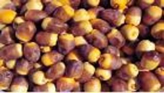 "الغذاء والدواء" السعودية: تمور المدينة خالية من بقايا المبيدات