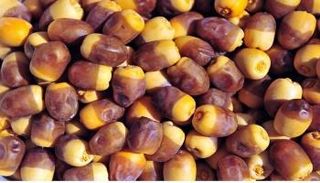 إعلان خلو تمور المدينة المنورة من بقايا المبيدات