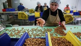 فرز اللوز في كاليفورنيا حيث يأتي 80% من الإمدادات العالمية - رويترز