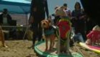 كاليفورنيا.. مسابقة لركوب الأمواج للكلاب