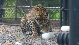 مثلجات للحيوانات في بكين لمواجهة موجة الحر