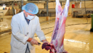 المدينة المنورة تعلن جاهزية المسالخ استعدادا لعيد الأضحى