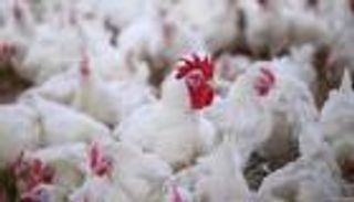 الدواجن الأمريكية تعود للسوق المغربي