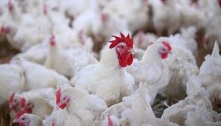 المغرب يوافق على استيراد الدواجن الأمريكية