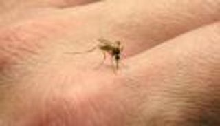 التعرض لفيروس زيكا قبل الولادة قد يسبب مشاكل صحية للرضع