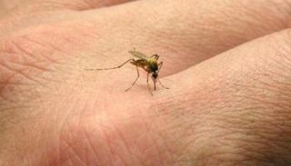 فيروس زيكا ينتقل عبر البعوض
