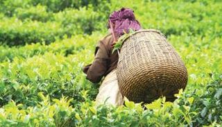 زراعة الشاي في الهند- أرشيفية