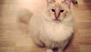 صور وقصص طريفة في اليوم العالمي للقطط