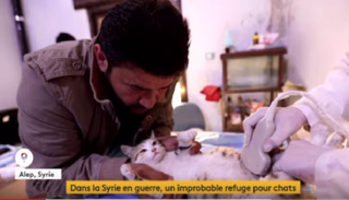 ملجأ لرعاية القطط 