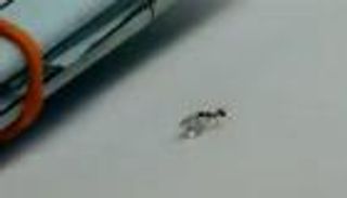 بالفيديو.. نملة تسرق قطعة ألماس من محل مجوهرات