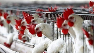 الإمارات تحظر استيراد الطيور الحية من شرق ماليزيا