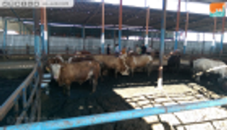 الأضاحي بغزة.. "أسعار مرتفعة ولا مشترين"