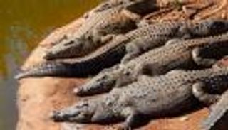 "التماسيح الضالة".. تهديد جديد تواجهه إسرائيل