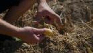 البطاطس البلجيكية في خطر بسبب الموجة الحارة