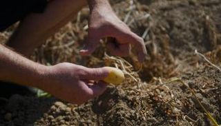 البطاطس البلجيكية في خطر بسبب الموجة الحارة