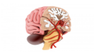 اكتشاف المنطقة المسؤولة عن التشاؤم في الدماغ