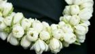 "مهرجان الفل" يبدأ فعالياته الأربعاء بجازان في السعودية