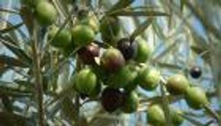 بالصور.. مصري يبتكر آلة توفر 86% من تكلفة حصاد الزيتون