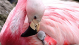 فصيلة نادرة من الفلامنجو تضع بيضا لأول مرة منذ 15 عاما
