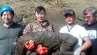 العثور على حصان عمره 40 ألف عام في سيبيريا