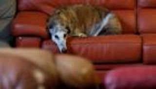 دراسة بريطانية: امتلاك الحيوانات الأليفة يزيد معدل السعادة