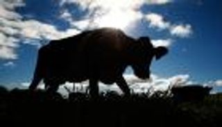 حتى الأبقار قاطعت إيران.. وقف شحنة قطعان فرنسية إلى طهران