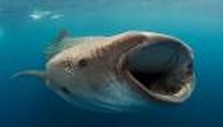 تحذيرات مصرية من مطاردة القرش "بهلول" النادر