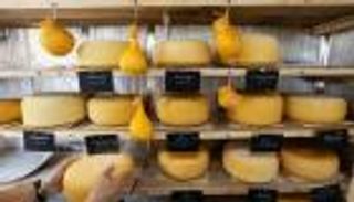 بالصور.. زوجان روسيان يحولان منزلهما لمصنع أجبان 