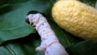 الصين تنتج حرير العنكبوت بعد تعديل دودة القز جينيا