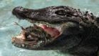 بالصور.. أكبر تمساح في الأسر يتخطى الـ80 من عمره