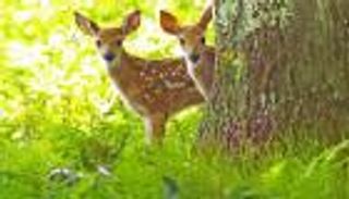 عطر "روث الأسود" لإبعاد الغزلان عن حدائق هولندا