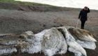  العثور على وحش بحري غامض في روسيا