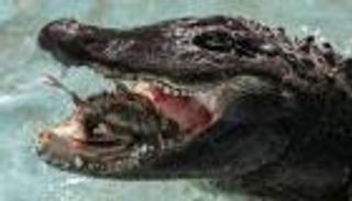 تمساح مسن من الحرب العالمية الثانية في صربيا