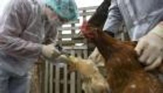 تفشي سلالة شديدة العدوى من إنفلونزا الطيور غرب روسيا