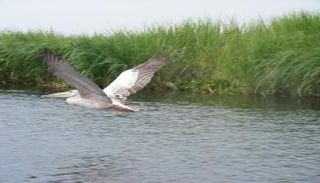 المحميات السودانية.. موطن لأكثر الحيوانات البحرية تنوعا في العالم
