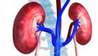 العلاج بالتغذية يؤخر حاجة مرضى الكلى للغسيل
